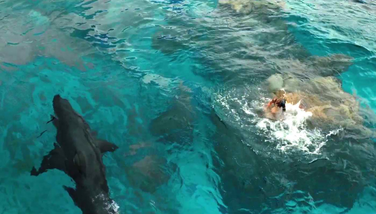 heres how they create the shark in the shallows film geek guy the shallows shark size