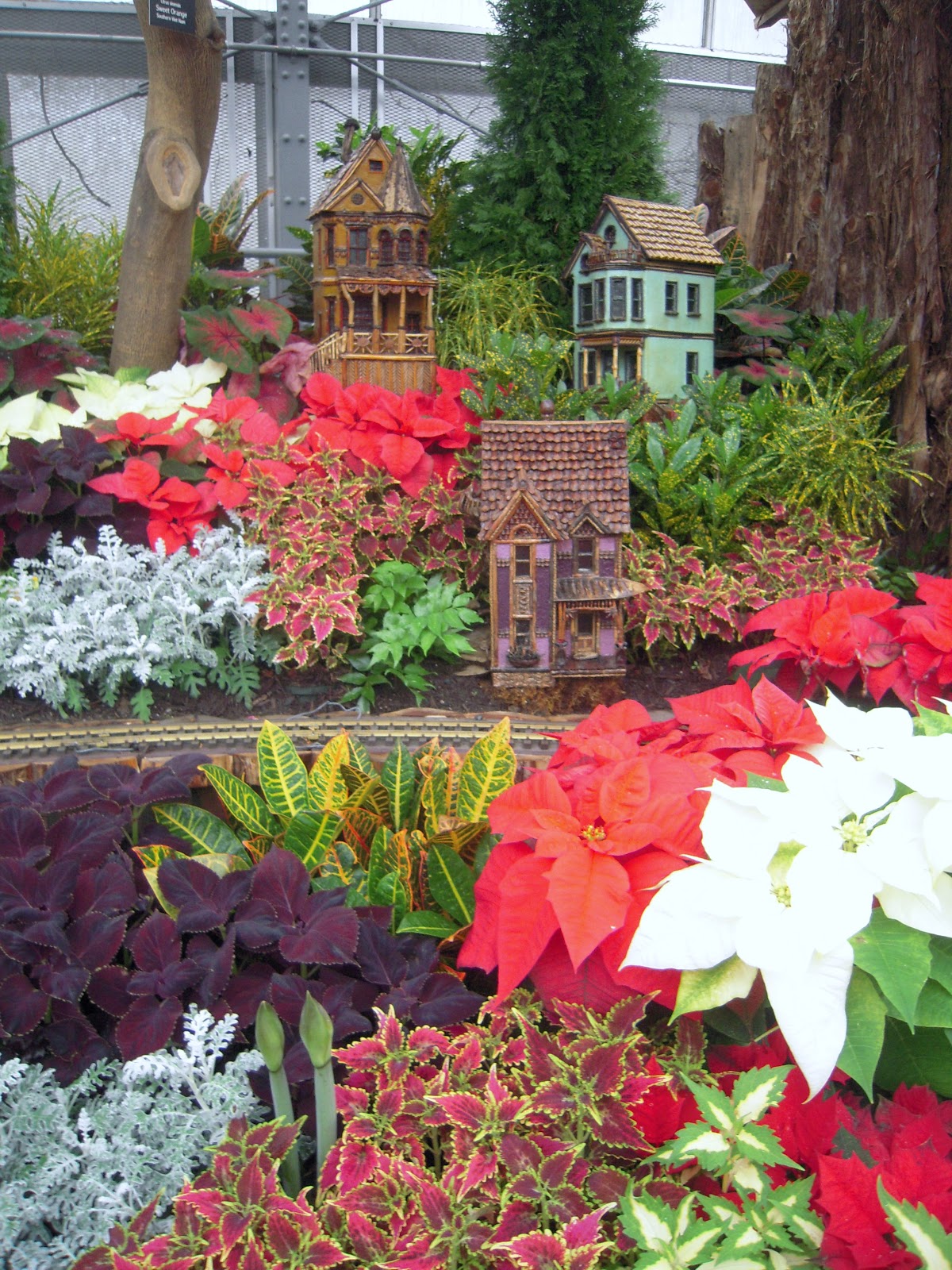 Sweet William The Scot Krohn Conservatory a Christmas Tradition
