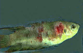 ¿La sal de Praga mata a los parásitos de los peces?