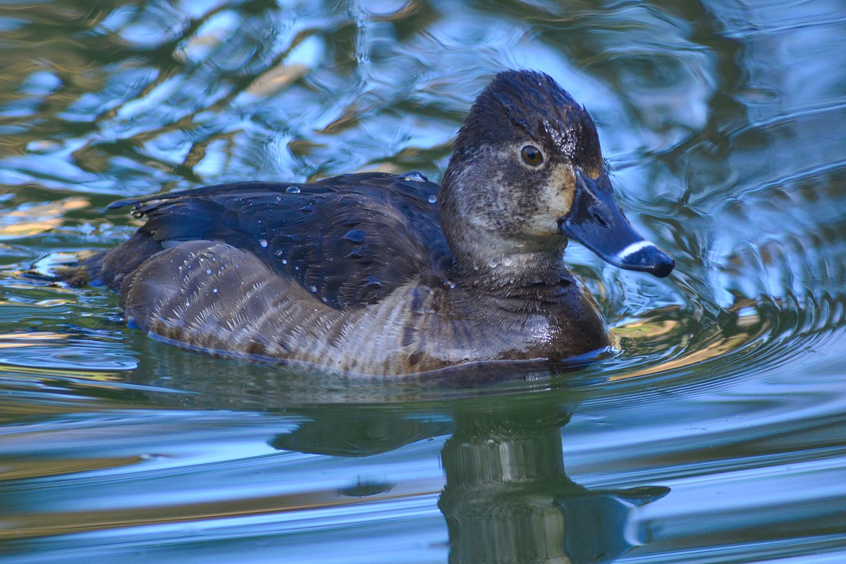 Bird Watching in Japan & Asia Birdwatching in Yakushi Ike, Tokyo (March 3, 2018)