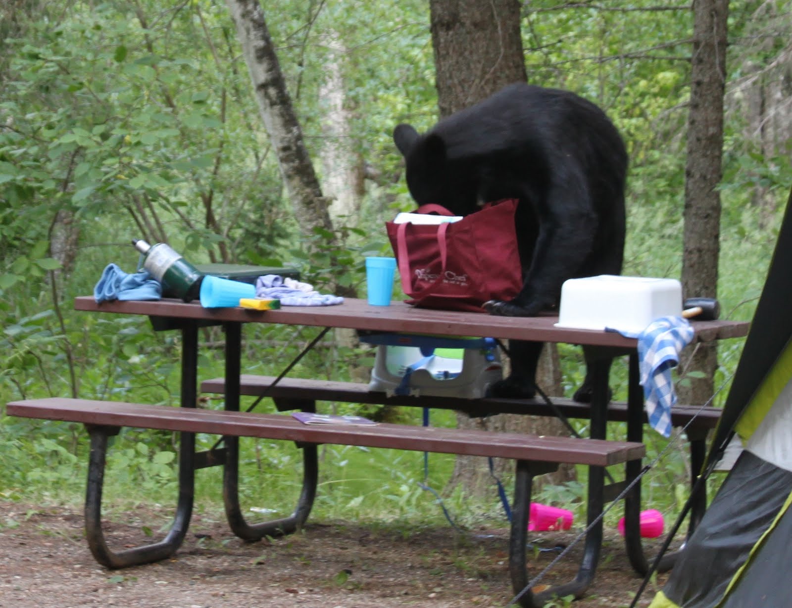 Anything But Ordinary Camping With a Bear is No Fun!