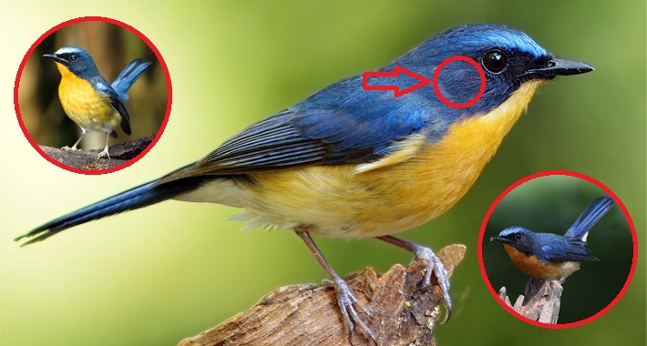 Banyak Yang Belum Tahu Ternyata Mudah Memilih Burung Tledekan