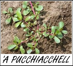 LA PUCCHIACHELLA è una pianta spontanea, una volta venduta come insalata.