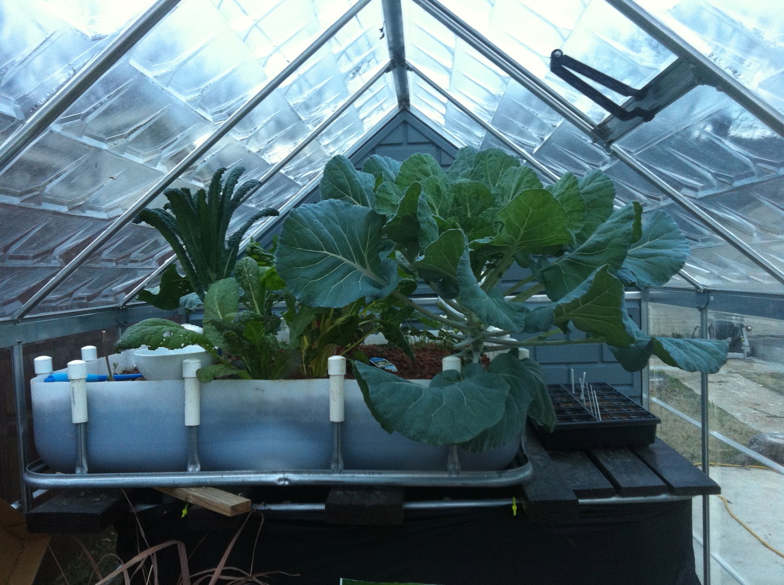 A CITY GIRL Aquaponics in Winter