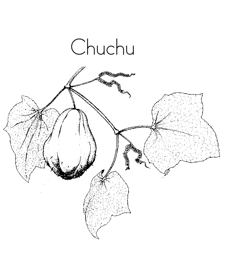 Blog de Geografia: Chuchu - Desenho para Imprimir e Colorir