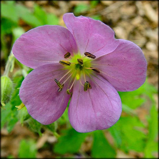 Ontario Wanderer Wild Geranium