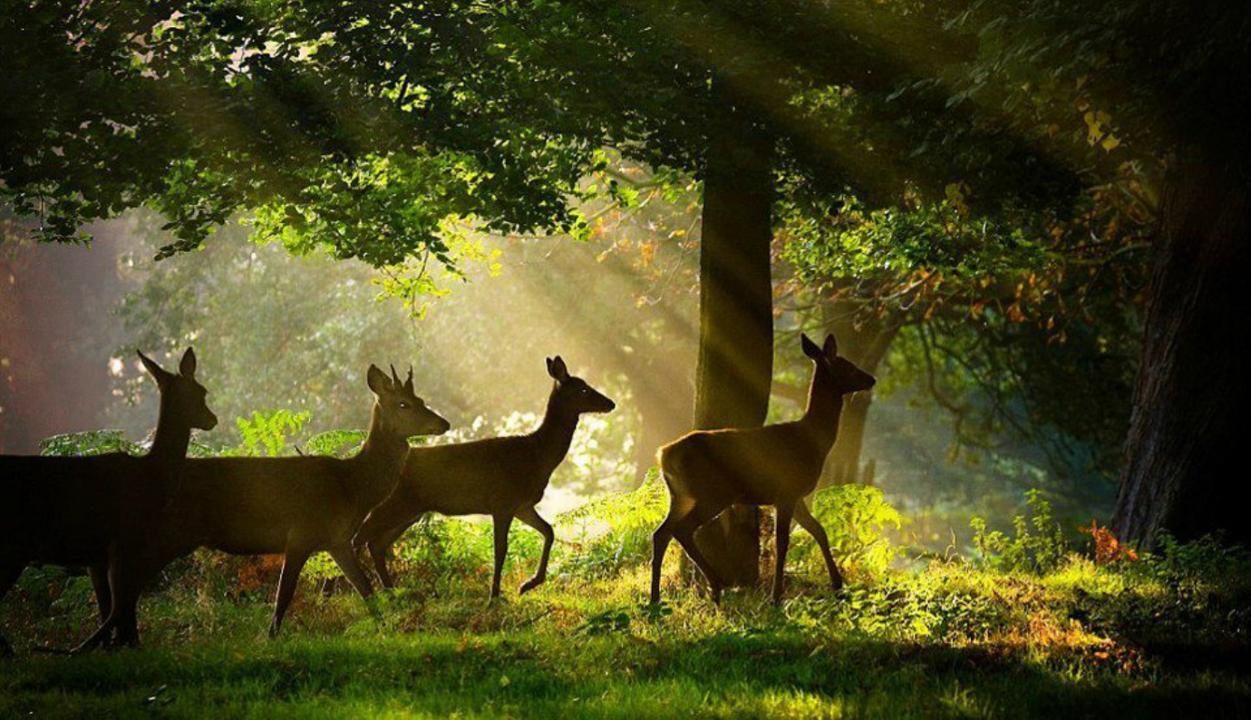 Top 22 Most Beatiful Beautiful DEER Wallpapers In HD