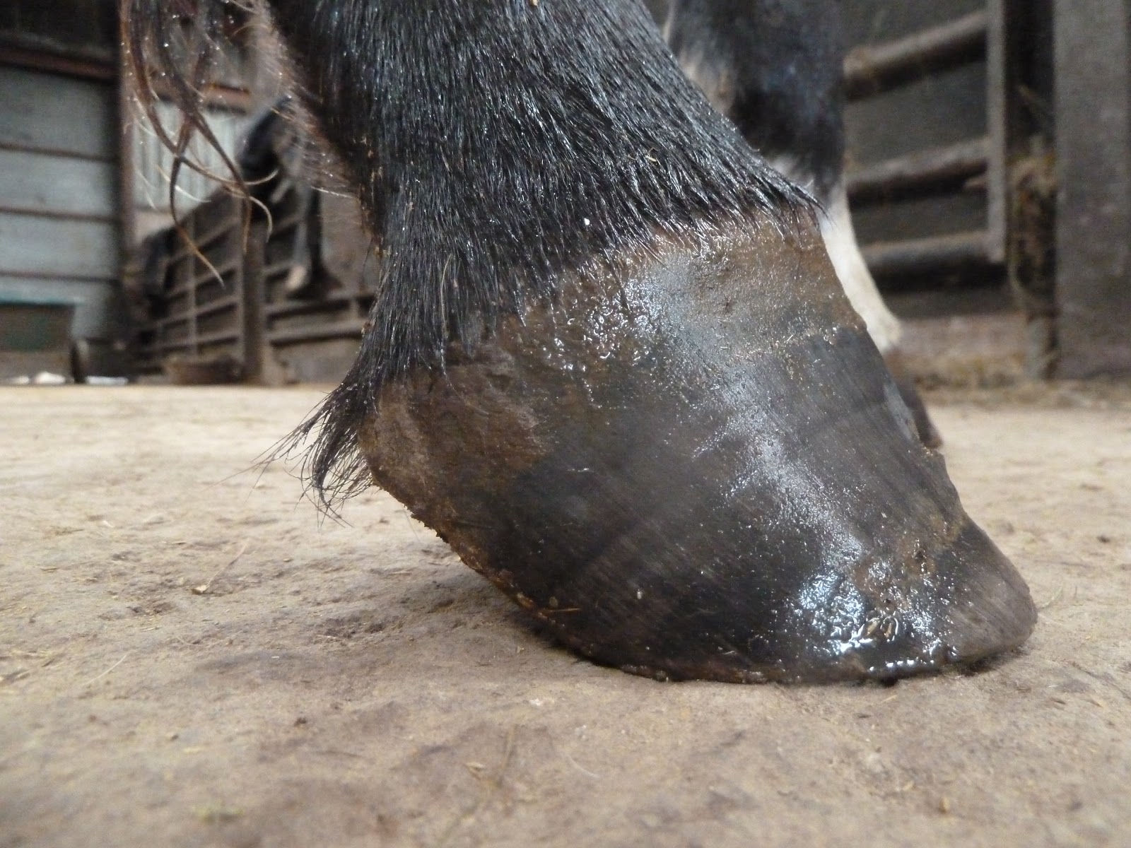Rockley Farm Foal feet and hoof development