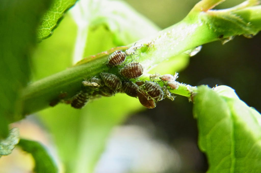 Yamasanae オカボアカアブラムシ 陸稲赤蚜虫