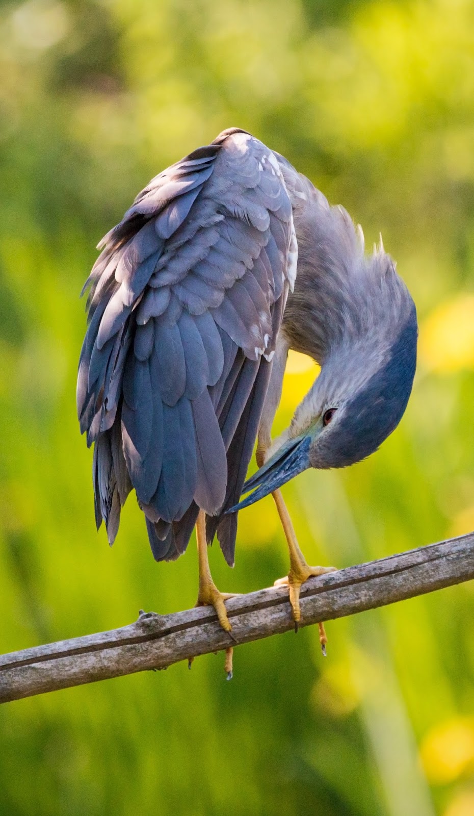 Picture of a night heron dressing up.