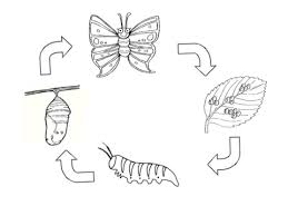 Butterfly Life Cycle Coloring Pages For Kids - Best Coloring Pages For Kids