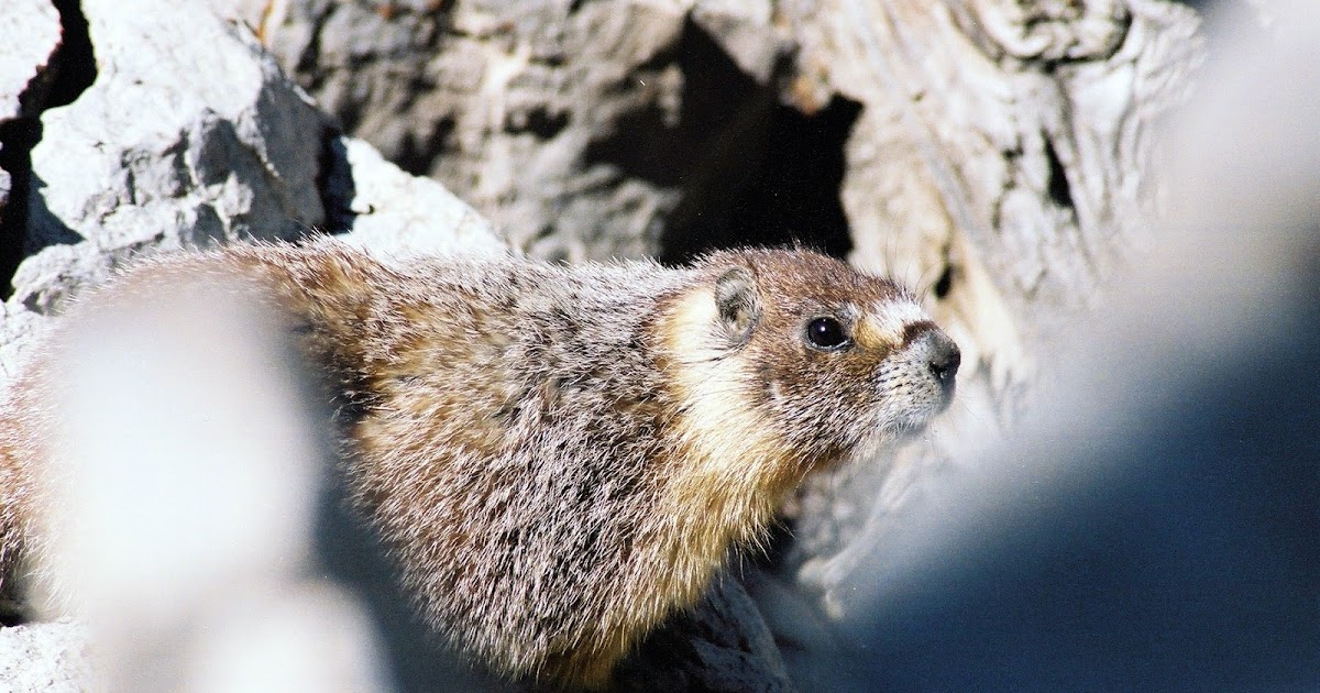Small Mammals of Arkansas Trails of Arkansas (& now California)