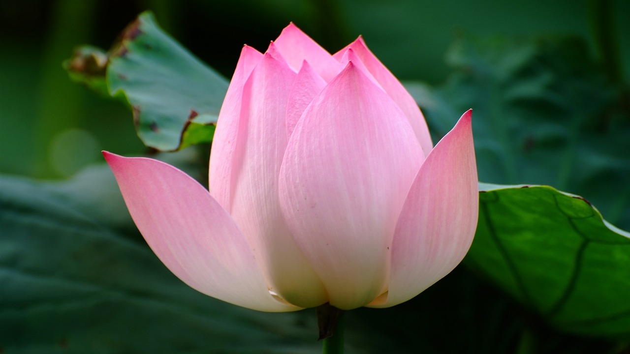 Mystery of the Lotus Flower Being Shiva