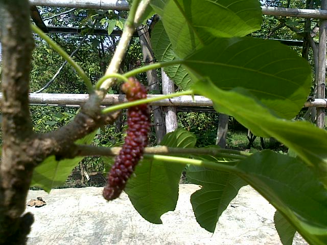 Bibit Buah Bunton Malang Macam macam Buahbuahan lainnya