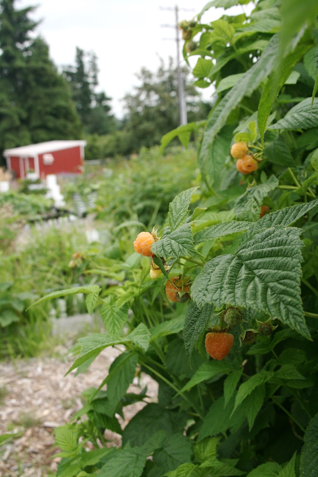 Finding the extraordinary in the ordinary Snoqualmie Ice Cream Farm in