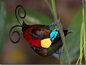 ave-exotica-de-plumaje-en-varios-colores