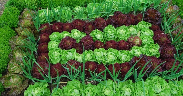 growing lettuce from seed outdoors