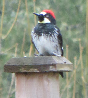 Nature S Song Woodpecker Suet Nature S Song Woodpecker Suet