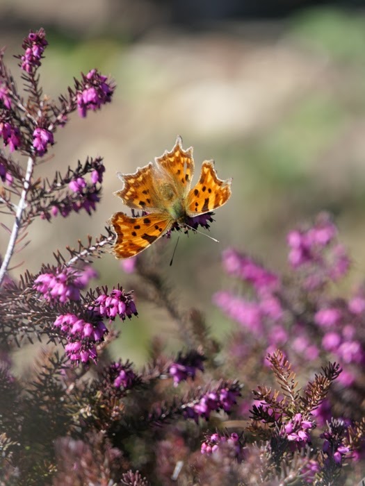 Le Monde De Kitchi August 2018