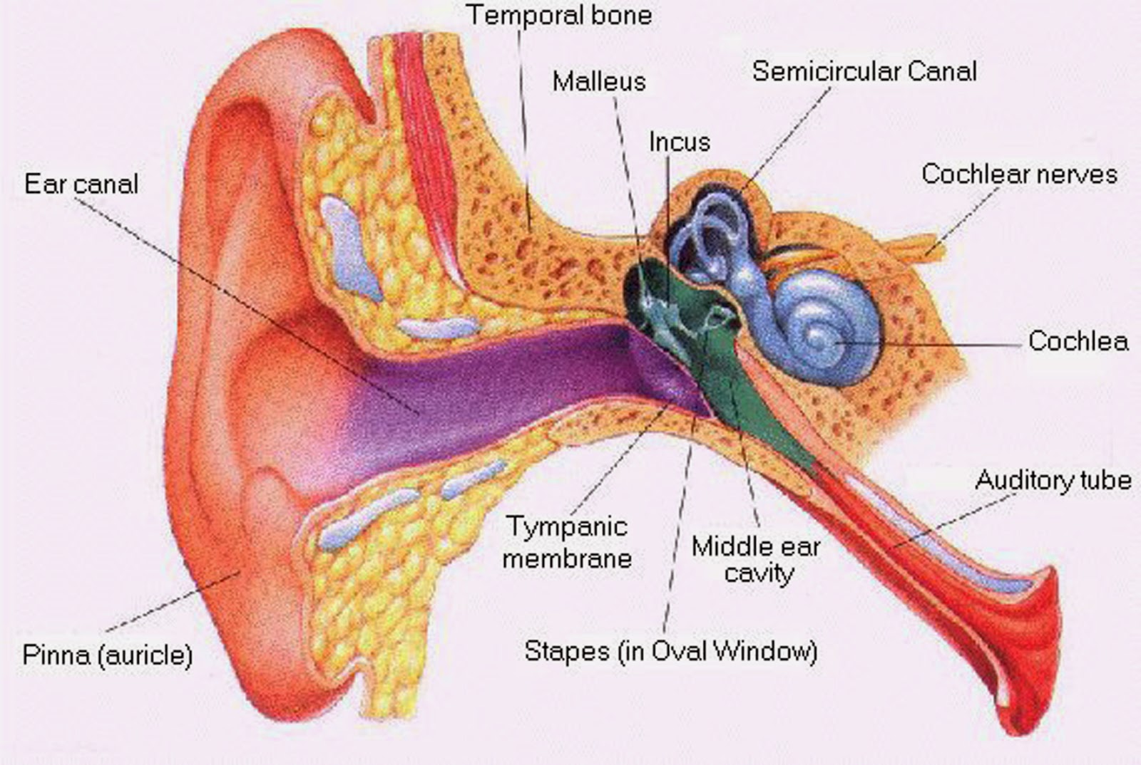 Image result for human ear blogspot.com