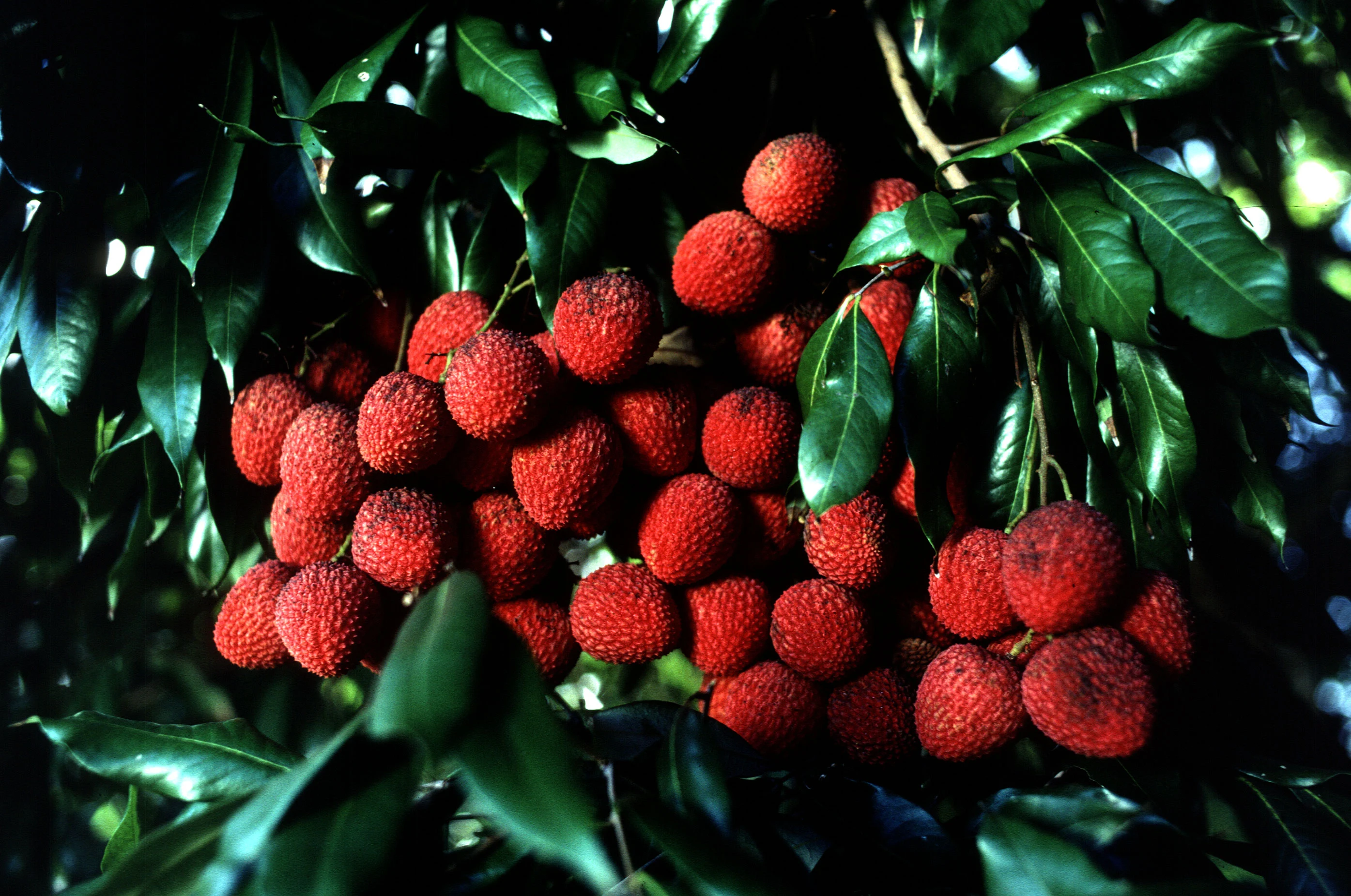 Fresh red lychees on a branch