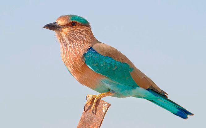 Indian Roller Palapitta Telangana State Bird