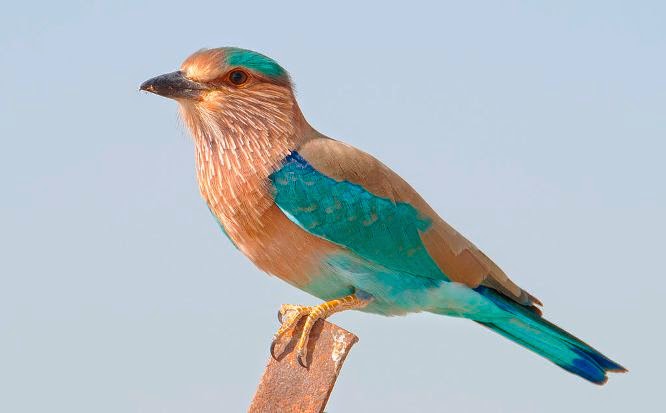 GO 23 Telangana State Four Icons Spotted Deer Indian Roller Jammi  GO 23 Telangana State Four Icons Spotted Deer Indian Roller Jammi