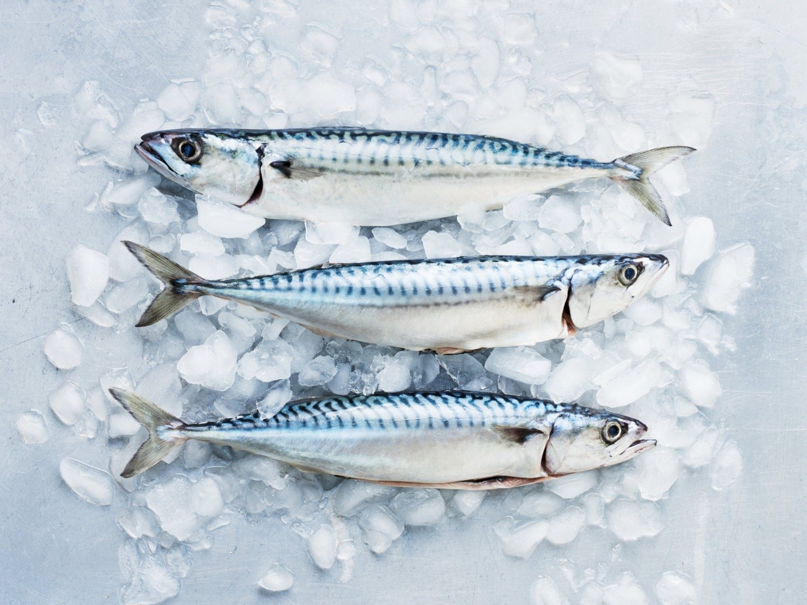 Mackerel Ice Fish Information Highlight Mackerel Fish Frozen, Frozen