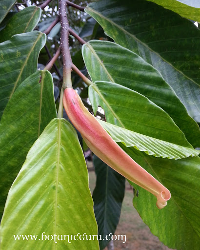 Shorea singkawang, Dark Red Meranti, Meranti Merah