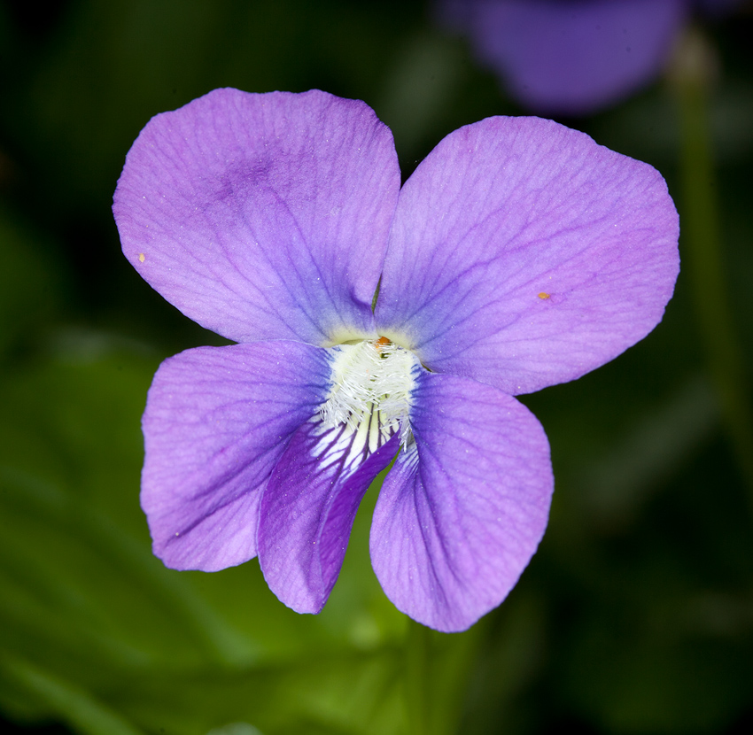 Nuncketest: Common Blue Violet