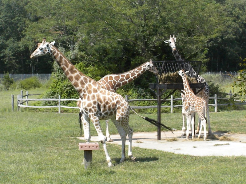 The Zoo Review Zoo Review Cape May County Park & Zoo