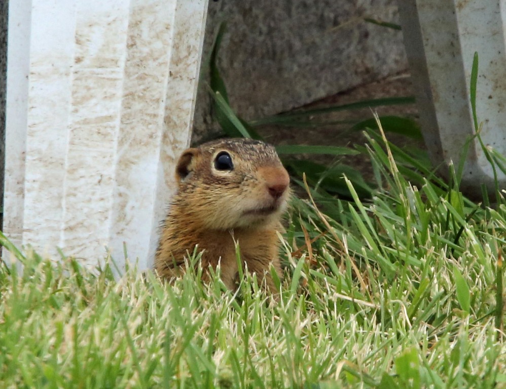 Ohio Birds and Biodiversity Thirteenlined Ground Squirrels in cemetery