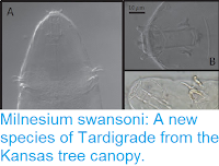 http://sciencythoughts.blogspot.co.uk/2016/05/milnesium-swansoni-new-species-of.html