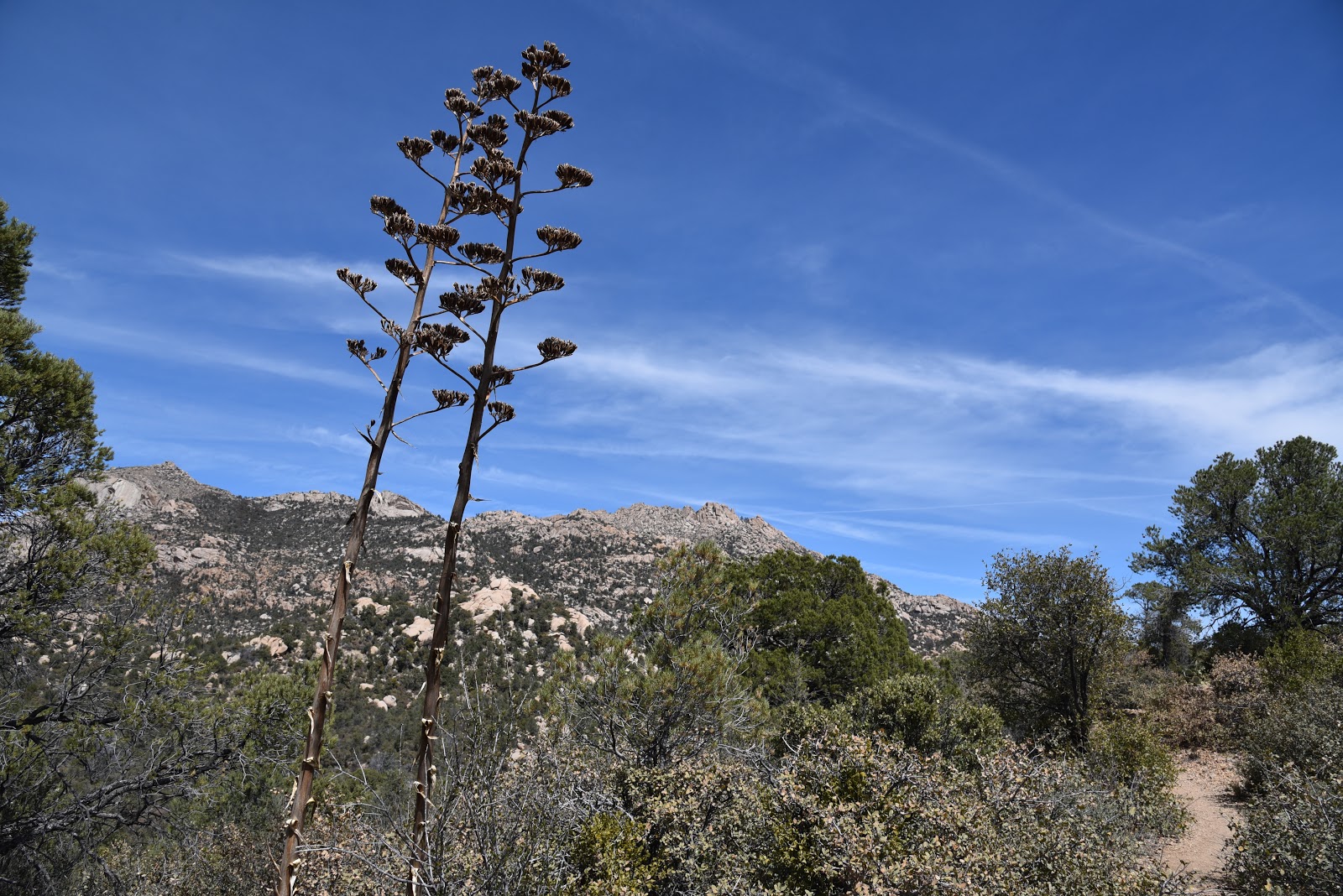 Arizona Hiking CLARK SPRING TRAIL 40