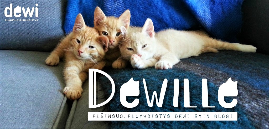 Eläinsuojeluyhdistys Dewi ry:n blogi Dewille