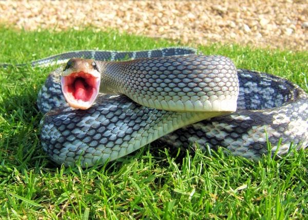 🔥Beauty Snakes are 🔥🔥🔥 AF : r/NatureIsFuckingLit
