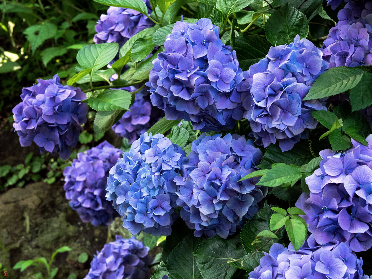 Lindaraxa Hydrangeas The Stars Of Summer