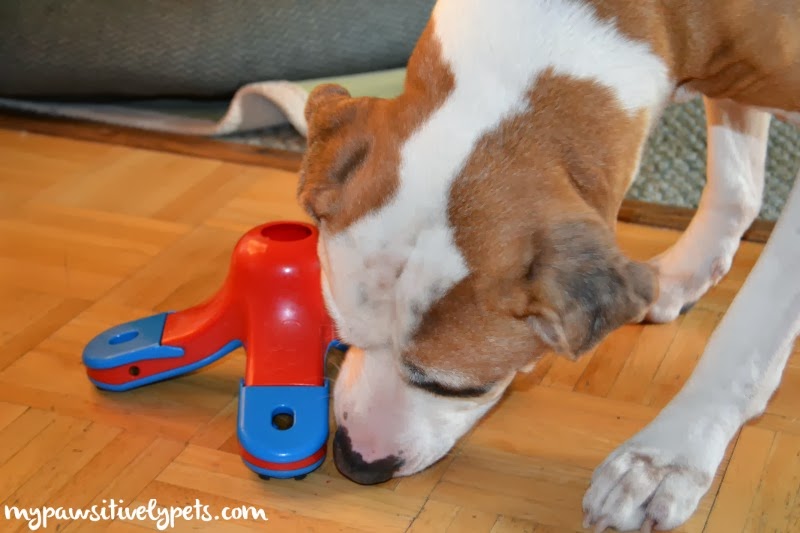 Puzzle Toys for dogs