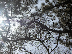 A view into the pines on the monastery grounds.  Look closely to see the wary squirrel...