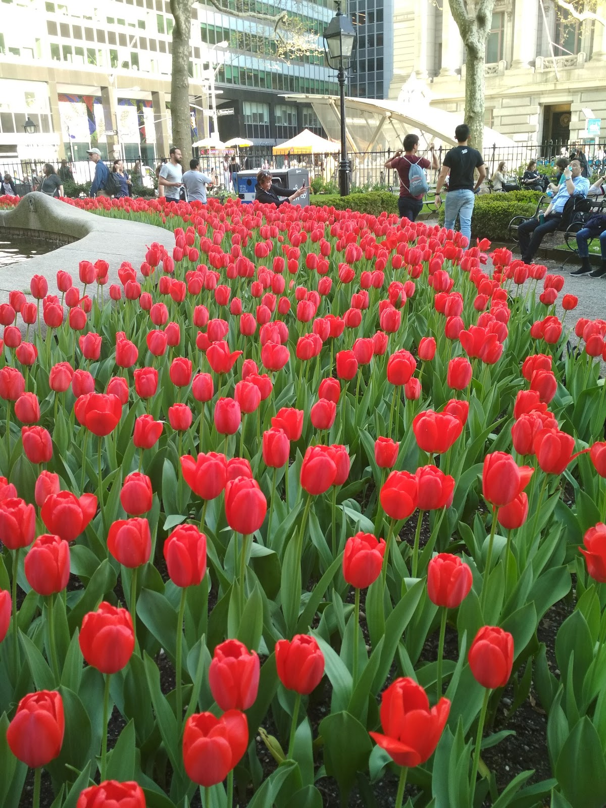 CHINAR SHADE SPRING TIME IN NEW YORK AND MY POETIC FEELINGS chinar-shade-spring-time-in-new-york-and-my-poetic-feelings