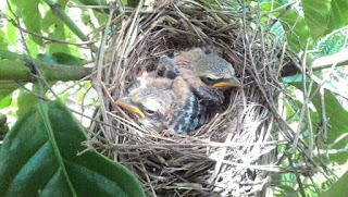Mengetahui Dekat Lokasi Tempat Sarang Burung Cendet Di Alam Bebas