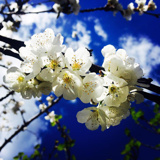 FLORES DE PRIMAVERA