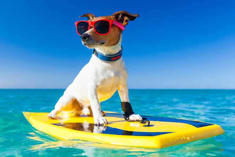Dog Breeds That Cannot Swim At All Dog Breeds That Cannot Swim At All