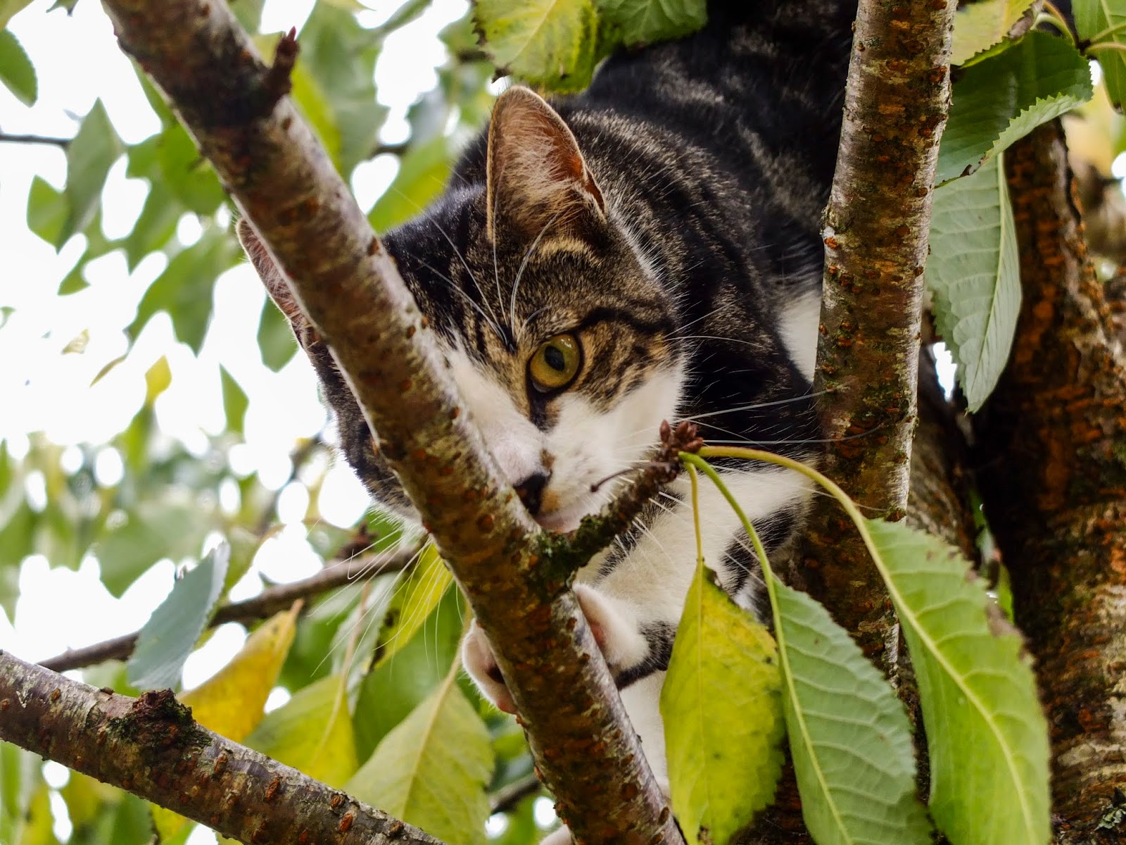 A cat in a tree looking down at the camera.