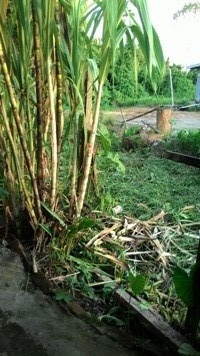 Perumus Teks Sumpah Pemuda Dan Maknanya. - DONT SAD