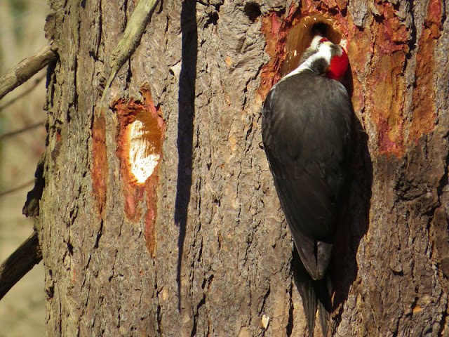 The Brownstone Birding Blog: Thankfully Pileated Woodpeckers Aren't Extinct