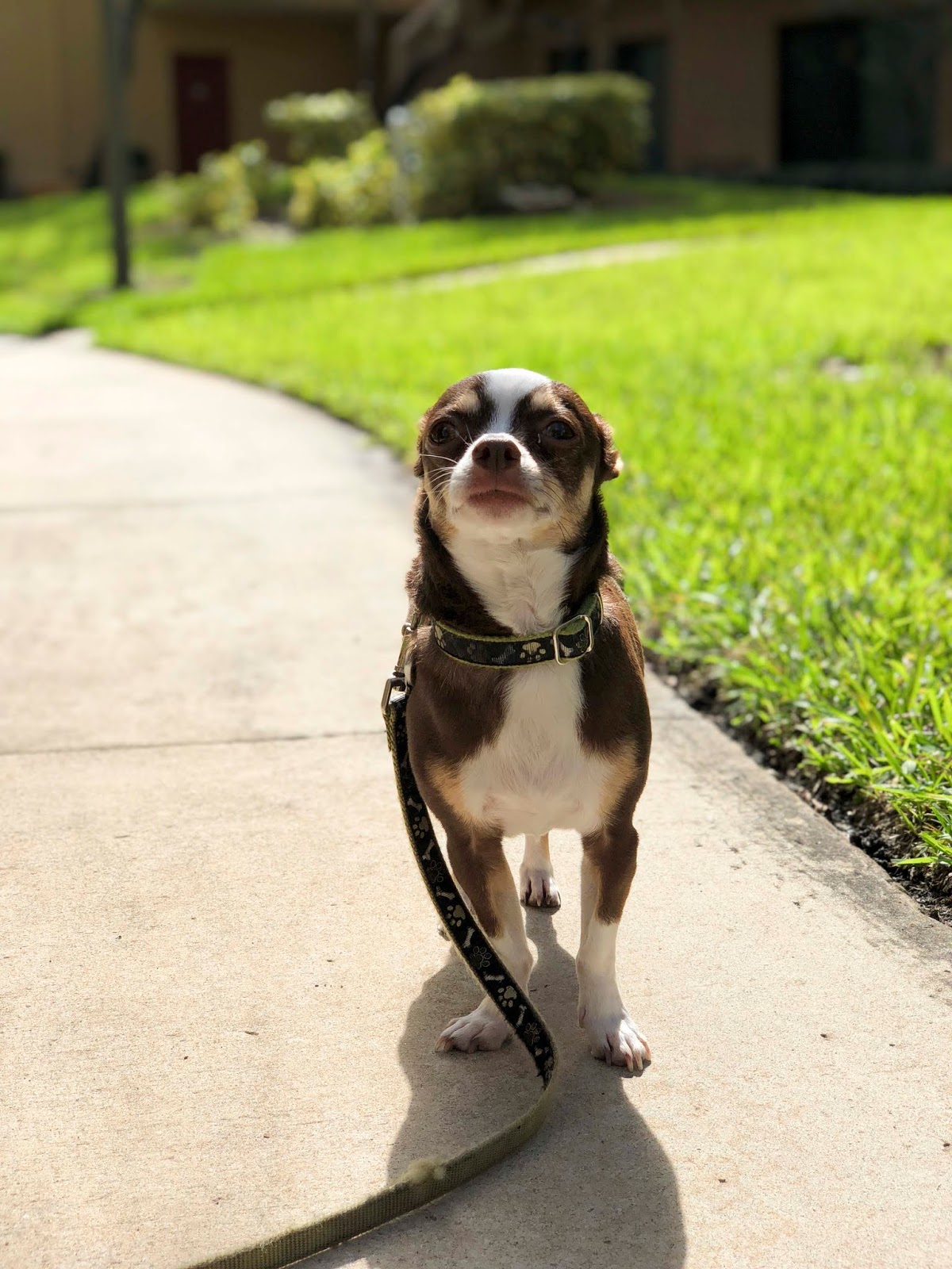 Florida Dog Walkers and Pet Sitters Miami Doggie Daycare & Boarding