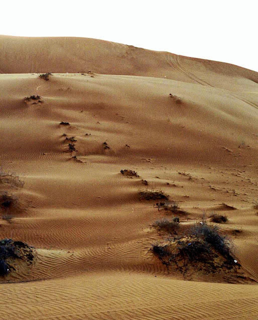 sand with vegetation