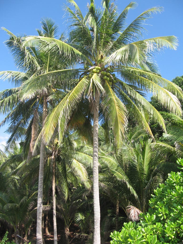 Sebuah kelapa jatuh dari pohonnya perubahan energi yang terjadi adalah