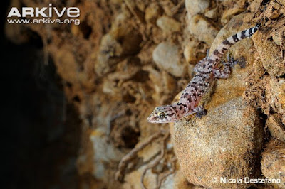 Mediterranean house Gecko